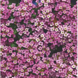 Alyssum - Royal Carpet (Bulk Seed)