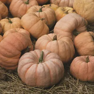 Pumpkin - Fairytale (Seed)