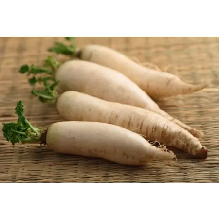 RADISH DAIKON WHITE OG | 25 LBS