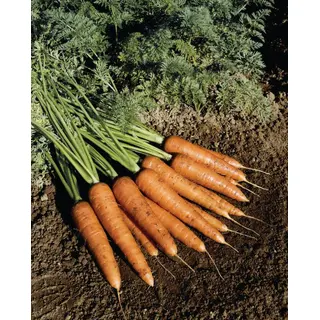 Carrot - Fire Wedge (Seed)
