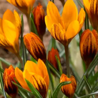 Crocus - 'Orange Monarch' 25/pkg