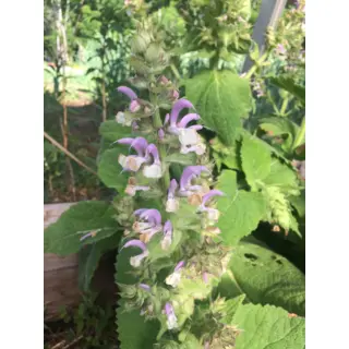 Herb - Clary Sage (Seed)