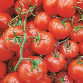 Tomato - Sweetie (Organic Seed)