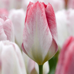 Tulip Flowers