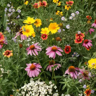 Flower Mix - Honeybee Mix (Seed)