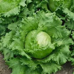 Lettuce - Iceberg Summertime (Bulk Seed)
