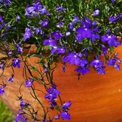 Lobelia - Sapphire (Bulk Seed)