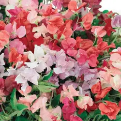 Sweet Pea - Little Sweetheart (Bulk Seed)