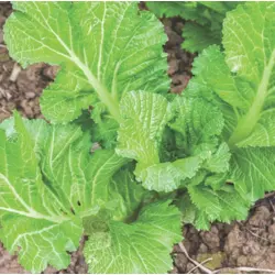 Greens - Green Wave Mustard (Bulk Seed)