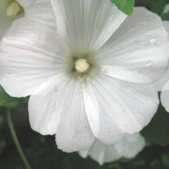 Lavatera - Mont Blanc (Bulk Seed)