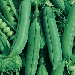 Pea - Tall Telephone (Bulk Seed)