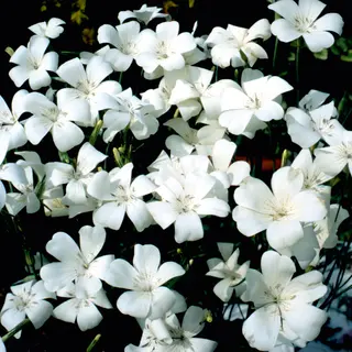 Agrostemma - Snow Queen (Seed)
