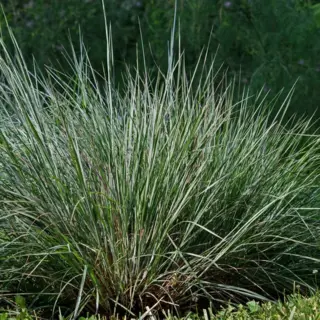 Little Bluestem (Seed)