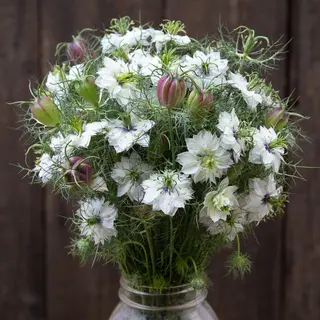 Nigella - Cramer's Plum (Organic Seed)