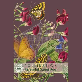 Perennial Sweet Pea (Seed)