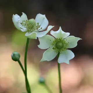 Thimbleweed (Seed)