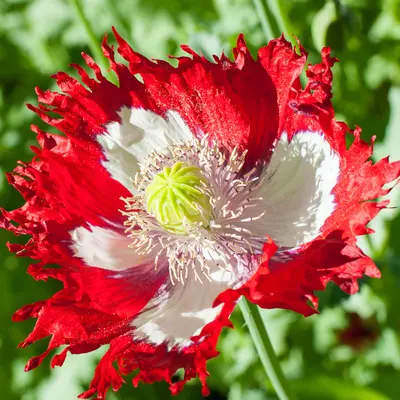 Poppy - Danish Flag (Seed)