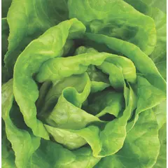 Lettuce - Buttercrunch (Bulk Seed)