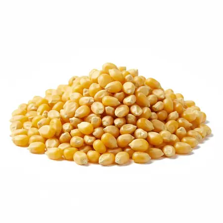 POPCORN YELLOW OG | 25 LBS