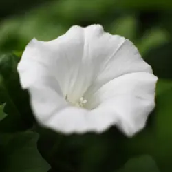 Moonflower (Bulk Seed)