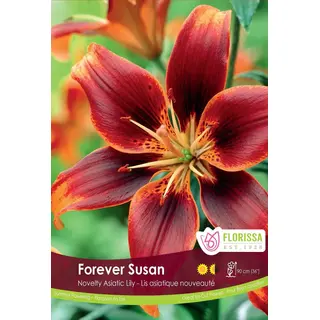 Lily - 'Forever Susan' 1/pkg