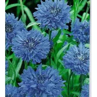 Bachelor's Button - Jubilee Gem (Seed)