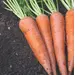 Carrot - Atomic Red (Bulk Seed)