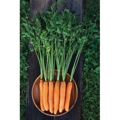 Carrot - Yaya (Organic Seed)