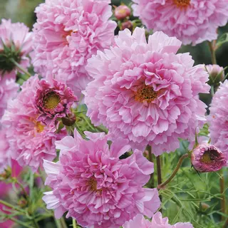 Cosmos - Double Click Rose Bonbon (Seed)