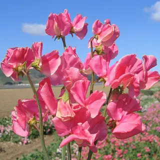 Sweet Pea - Watermelon (Seed)