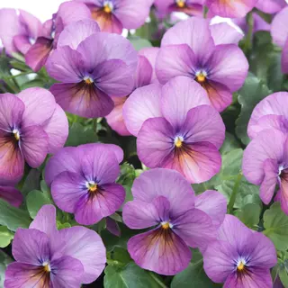 Viola - Floral Power Plum Antique (Seed)