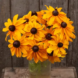Rudbeckia - Marmalade (Organic Seed)