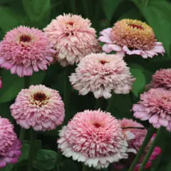 Zinnia - Zinderella Lilac (Bulk Seed)