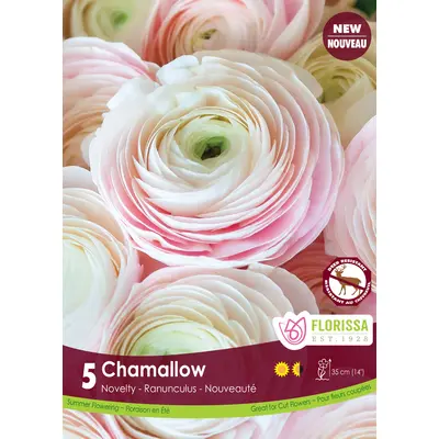 Ranunculus - 'Chamallow' 5/pkg
