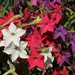 Nicotiana - Evening Fragrance Mix (Seed)