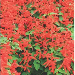 Salvia - St John's Fire (Bulk Seed)