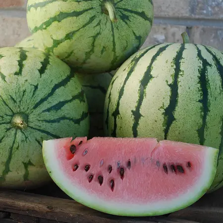 WATERMELON MINI OG | 8 CT