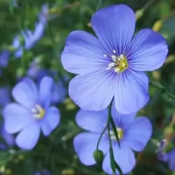 Flax - Linum (Bulk Seed)