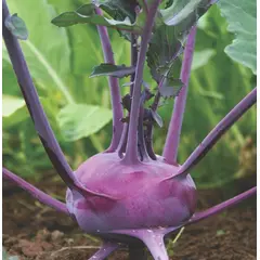 Kohlrabi - Purple Vienna (Bulk Seed)