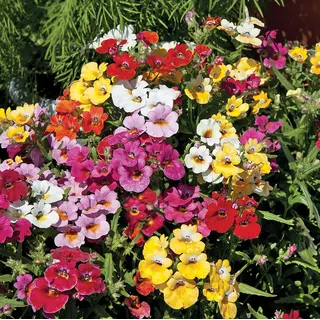 Nemesia - Carnival Mix (Seed)
