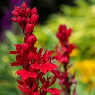 Other Perennial Flowers