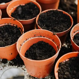 Soil and Potting Mixes