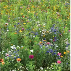 Eastern Canadian Wildflower and Fescue Mix (Bulk Seed)