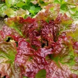 Lettuce - Prizehead (Bulk Seed)