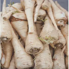 Parsnips (Bulk Seed)
