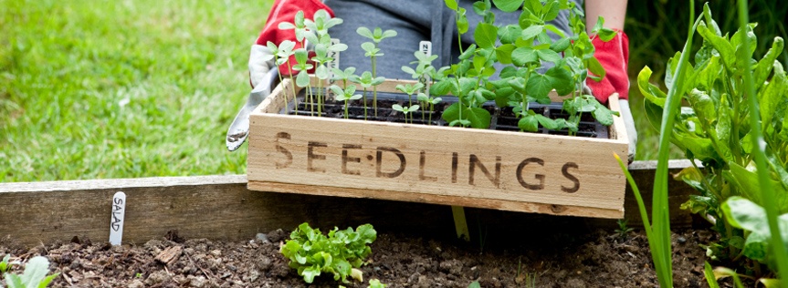 Urban Gardening: How to grow in your own backyard