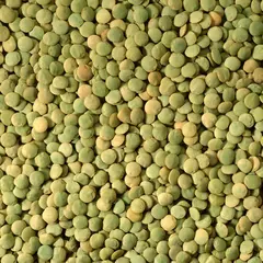 BEANS LENTILS GREEN OG | 25 LBS
