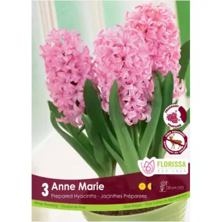 Hyacinth (Prepared) - 'Anne Marie' 3/pkg