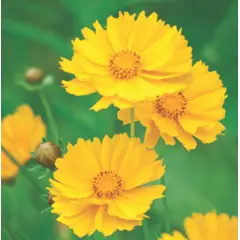 Coreopsis - Sunburst (Bulk Seed)