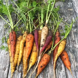 Carrot - Rainbow Mix (Seed)